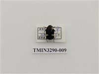 藏品(灰斑擬黑花金龜)的圖片